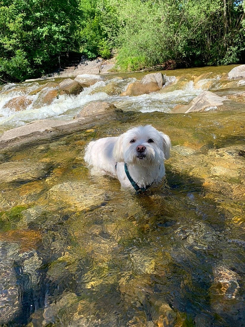 Junior a rejoint le concours — aidez-le/la à gagner de superbes lots ! adventure, bolognese, canidae, carnivore, companion_dog, dog, dog_breed, havanese, maltese, non_sporting_group, pomeranian, rare_breed_dog, sporting_group, toy_dog, west_highland_white_terrier