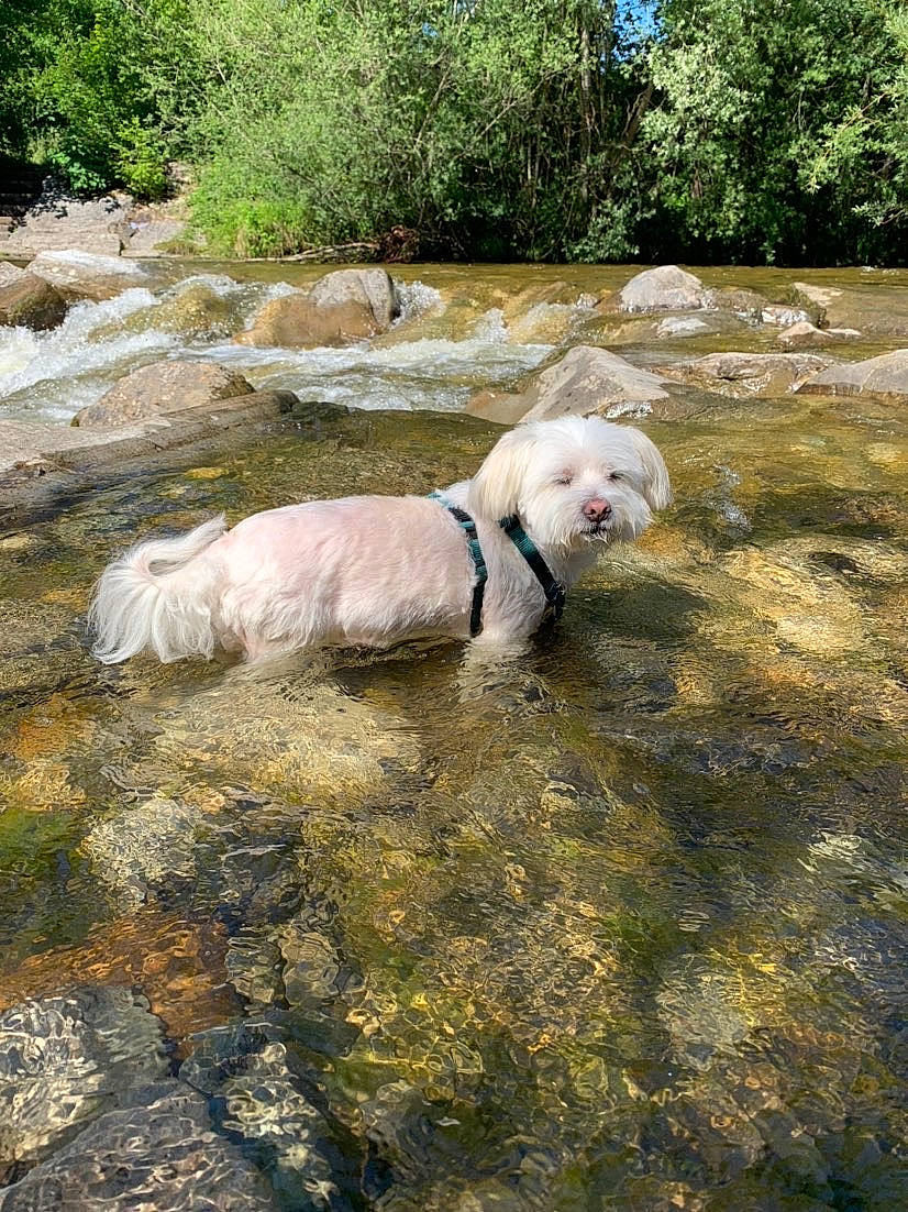 Junior a rejoint le concours — aidez-le/la à gagner de superbes lots ! adventure, canidae, carnivore, dog, dog_breed, retriever, sporting_group, watercourse