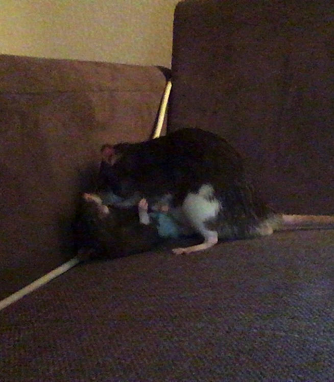 Trois Rats participe au concours pour gagner de l'argent avec cette photo : canidae, carnivore, cat, dog_breed, felidae, small_to_medium_sized_cats, tail, whiskers