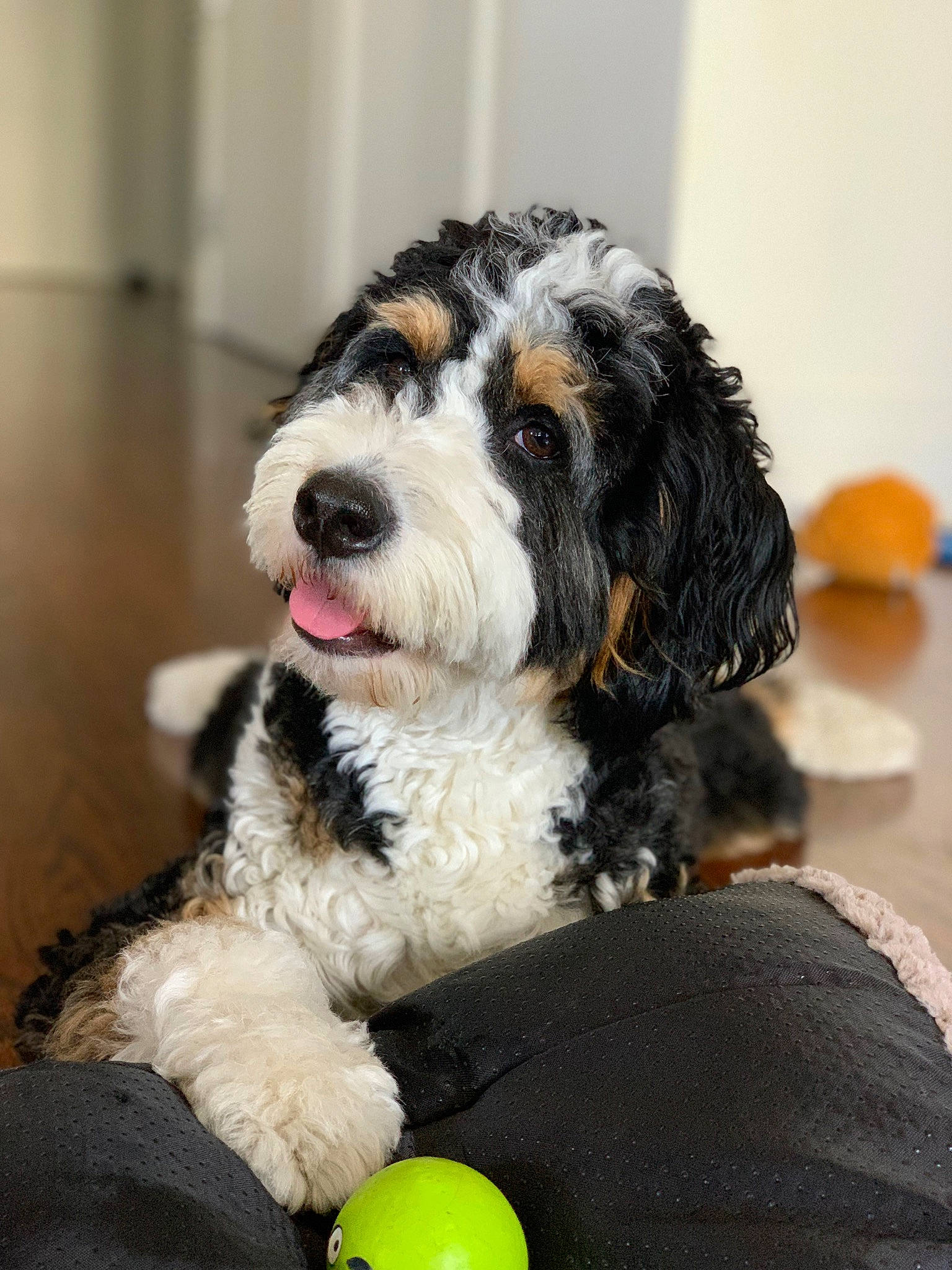 Jax is registered to the contest to win money with this photo: canidae, carnivore, companion_dog, dog, dog_breed, fur, gun_dog, liver, non_sporting_group, snout, spaniel, sporting_group, tennis_ball, toy_dog, water_dog, working_dog