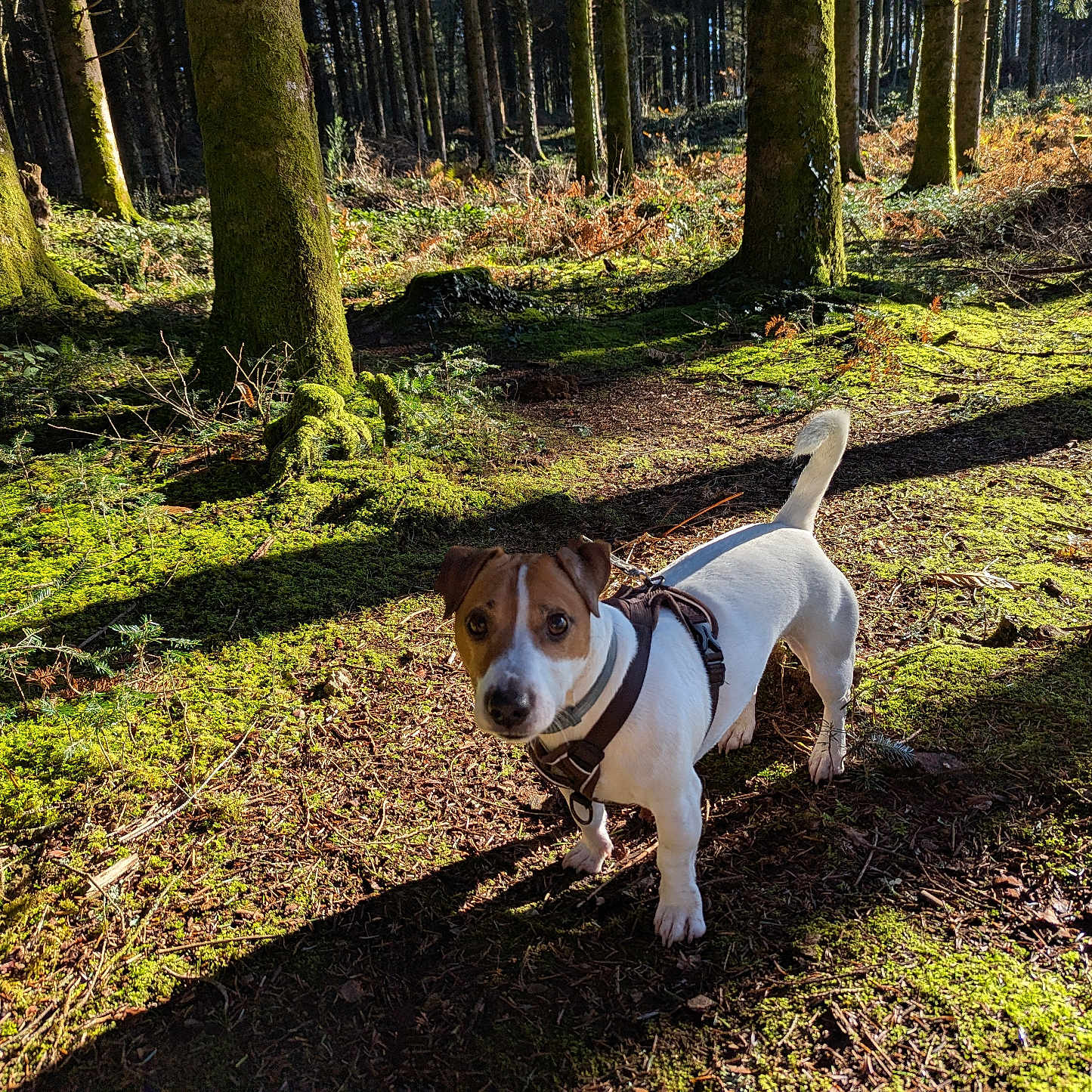 Néo a rejoint le concours — aidez-le/la à gagner de superbes lots ! animal, canine, curious, daylight, dog, exploring, forest, ground, harness, jack_russell_terrier, leash, moss, nature, outdoor, pet, shadow, sunlight, trees, walking, woods
