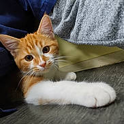 Nick a rejoint le concours — aidez-le/la à gagner de superbes lots ! cat, kitten, orange_cat, white_paw, indoor, floor, curious, pet, animal, whiskers, close_up, cute, feline, stretching, young_cat, domestic_cat, playful, soft_texture, cozy, portrait