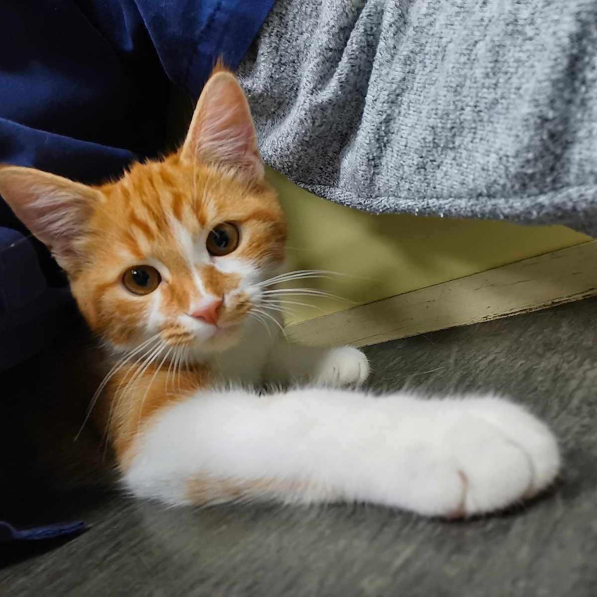 Nick a rejoint le concours — aidez-le/la à gagner de superbes lots ! animal, cat, close_up, cozy, curious, cute, domestic_cat, feline, floor, indoor, kitten, orange_cat, pet, playful, portrait, soft_texture, stretching, whiskers, white_paw, young_cat