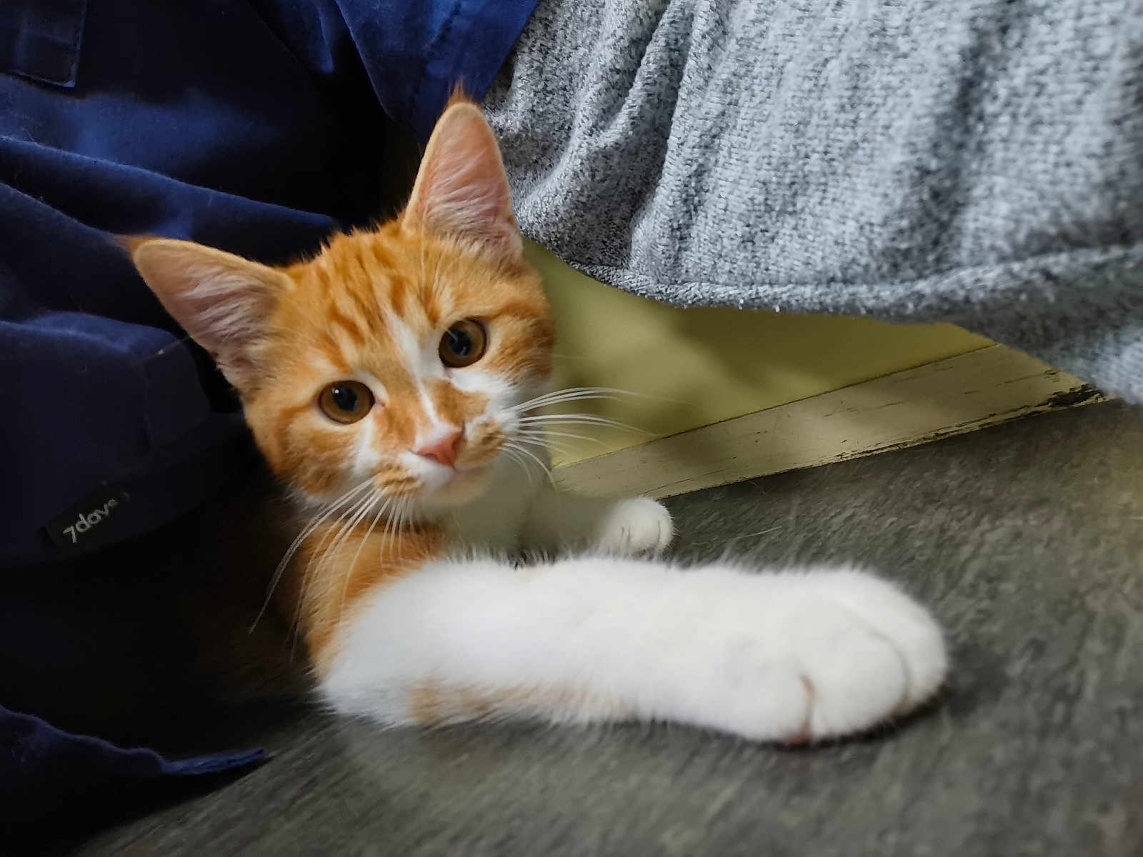 Nick a rejoint le concours — aidez-le/la à gagner de superbes lots ! cat, kitten, orange_cat, white_paw, indoor, floor, curious, pet, animal, whiskers, close_up, cute, feline, stretching, young_cat, domestic_cat, playful, soft_texture, cozy, portrait