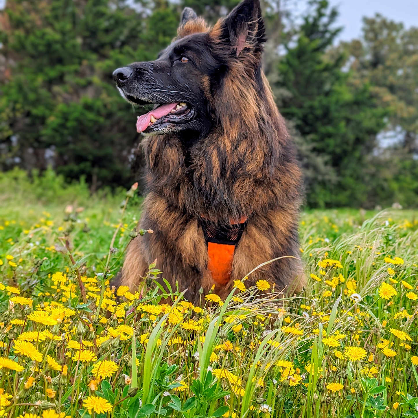 Nala