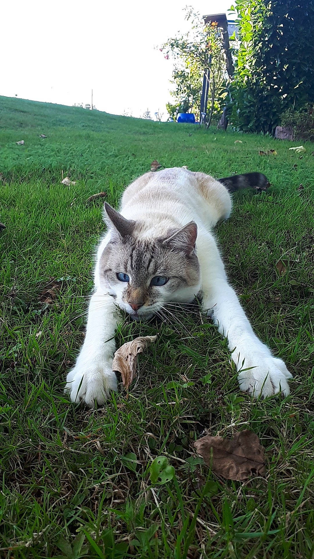 Bounty participe au concours pour gagner de l'argent avec cette photo : aegean_cat, carnivore, cat, domestic_short_haired_cat, european_shorthair, felidae, fur, grass, grass_family, lawn, pasture, plant, polydactyl_cat, small_to_medium_sized_cats, tail, turkish_van, whiskers, wildlife