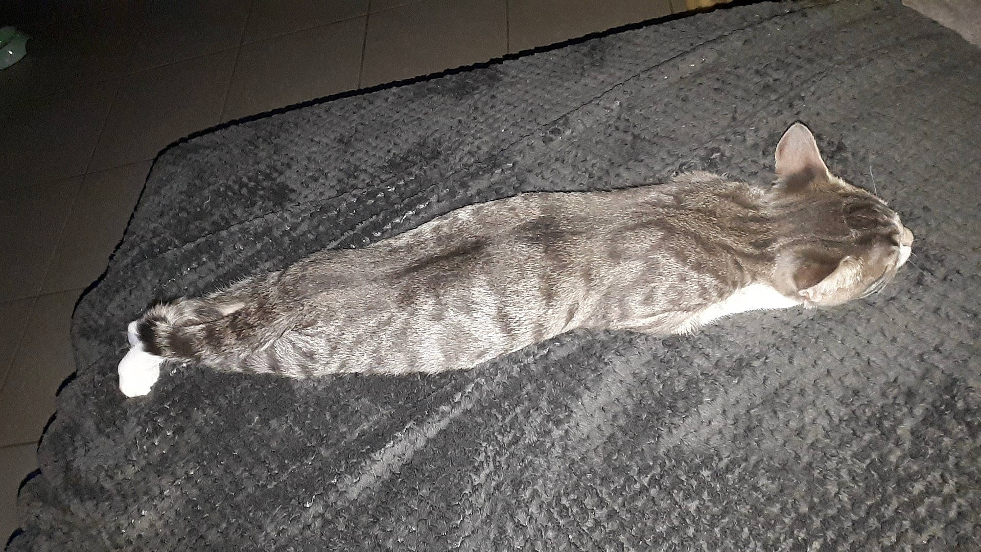 Yacco Alias Jean Poil participe au concours pour gagner de l'argent avec cette photo : carnivore, cat, domestic_short_haired_cat, european_shorthair, felidae, small_to_medium_sized_cats, tabby_cat, tail, whiskers