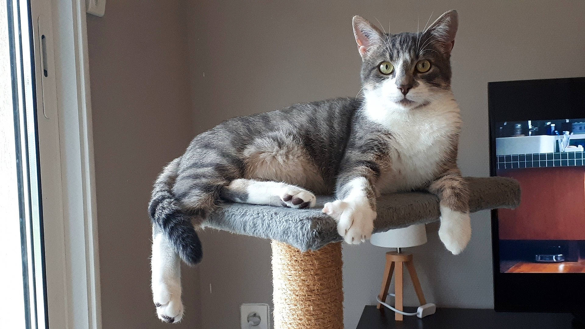 Yacco Alias Jean Poil