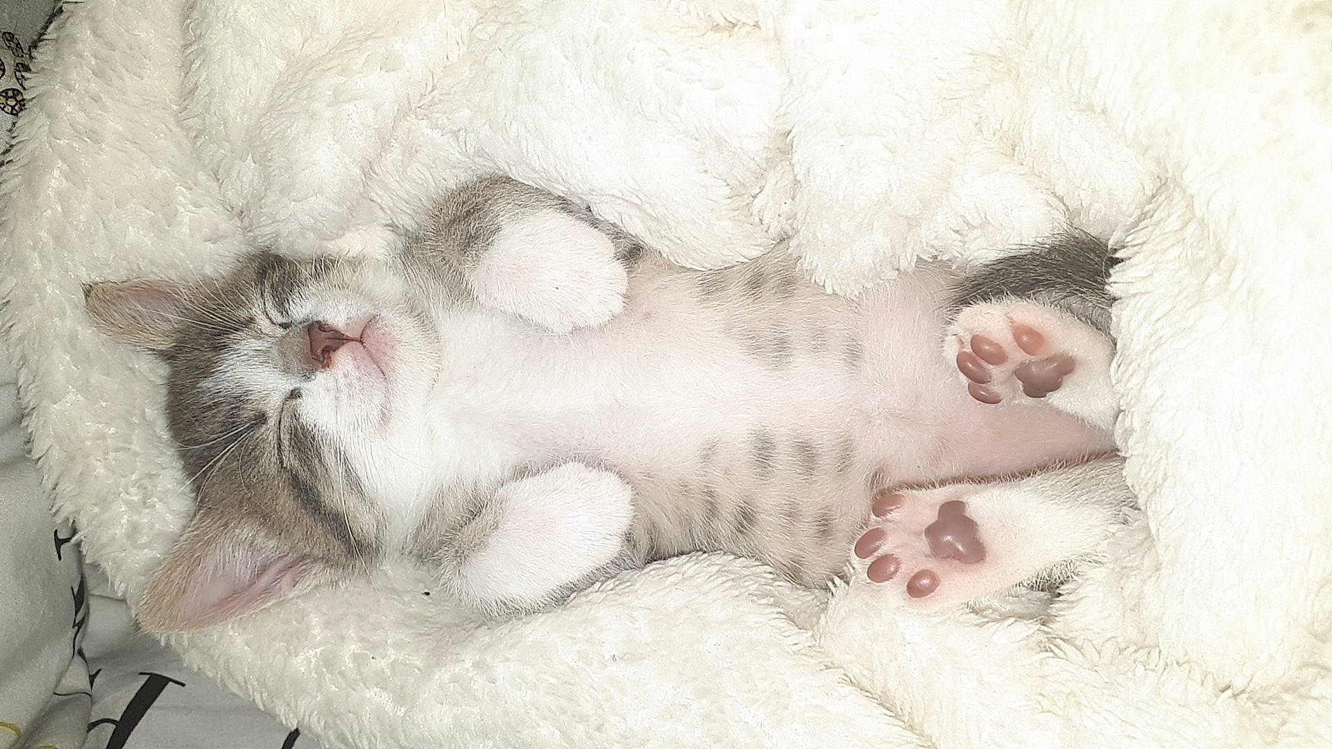 Yacco Alias Jean Poil participe au concours pour gagner de l'argent avec cette photo : british_longhair, carnivore, cat, felidae, fur, kitten, nap, nose, paw, polydactyl_cat, ragdoll, skin, sleep, small_to_medium_sized_cats, snout, turkish_angora, turkish_van, whiskers