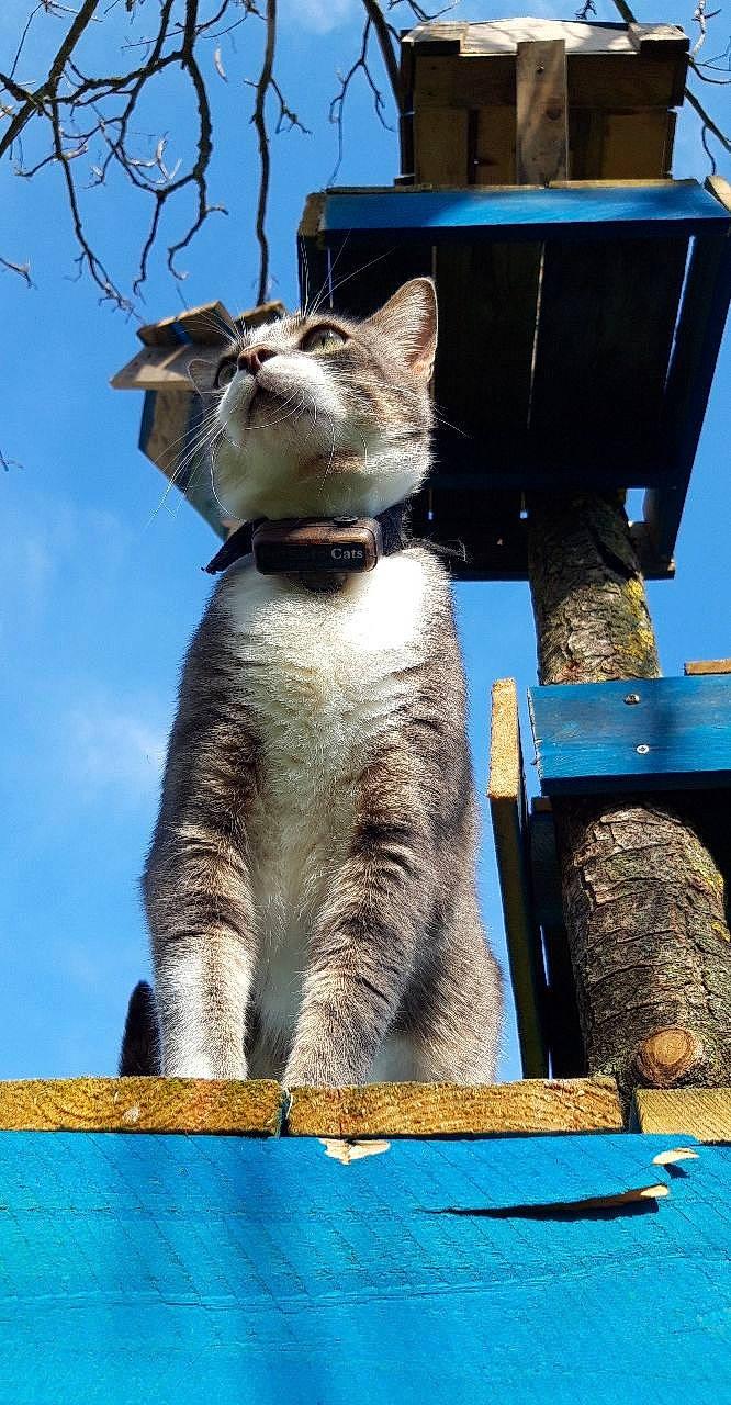 Yacco Alias Jean Poil participe au concours pour gagner de l'argent avec cette photo : aegean_cat, carnivore, cat, domestic_short_haired_cat, european_shorthair, felidae, small_to_medium_sized_cats, whiskers