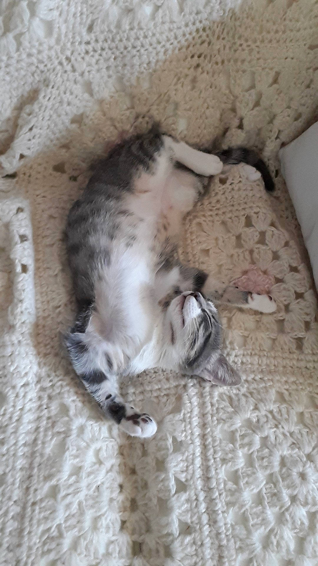 Yacco Alias Jean Poil a rejoint le concours — aidez-le/la à gagner de superbes lots ! canidae, carnivore, cat, egyptian_mau, european_shorthair, felidae, kitten, polydactyl_cat, small_to_medium_sized_cats, tail, whiskers