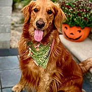 Ophelia is registered to the contest to win money with this photo: animal, bandana, canine, cute, dog, flower_pot, friendly, fur, golden_retriever, green_bandana, happy, outdoor, pet, plants, portrait, pumpkin_planter, sitting, stone_floor, summer, tongue_out