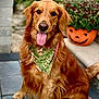 animal, bandana, canine, cute, dog, flower_pot, friendly, fur, golden_retriever, green_bandana, happy, outdoor, pet, plants, portrait, pumpkin_planter, sitting, stone_floor, summer, tongue_out