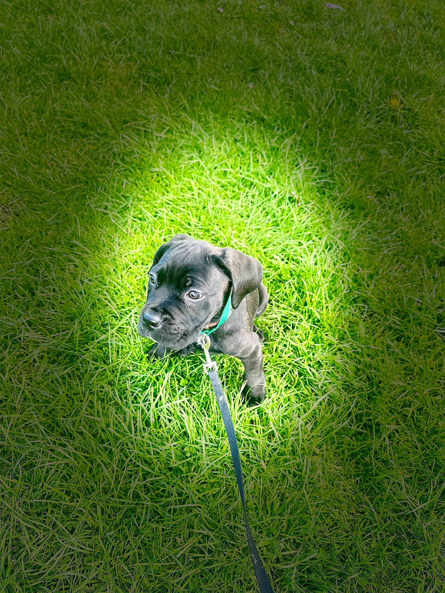 Mia is registered to the contest to win money with this photo: ball, canidae, carnivore, companion_dog, dog, dog_breed, fawn, grass, grass_family, grassland, groundcover, lawn, meadow, people_in_nature, plant, snout, sporting_group, tail, toy_dog, working_animal