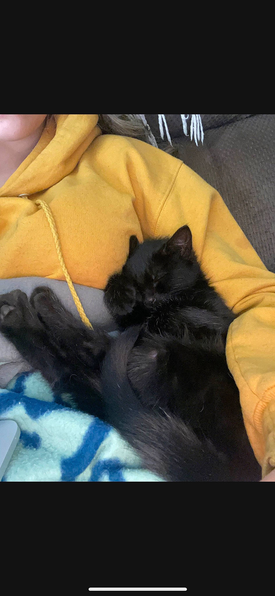 Aspen joined the competition — help win amazing prizes! bag, carnivore, cat, claw, comfort, companion_dog, couch, dog_breed, felidae, fur, gesture, human_leg, linens, mammal, sleeve, small_to_medium_sized_cats, tail, tints_and_shades, vertebrate, whiskers