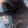 Athena joined the competition — help win amazing prizes! black_cat, kitten, sleeping, blue_blanket, dog_pattern, paw_prints, cozy, fur, whiskers, cute, pet, animal, nap, soft_texture, resting, indoor, closeup, relaxed, young_cat, domestic_animal