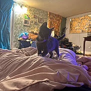Athena is registered to the contest to win money with this photo: kitten, black_cat, bedspread, blanket, indoor, curtains, wallpaper, collar, furniture, room, table, window, lighting, cozy, curious, pet, animal, domestic, cat, playful