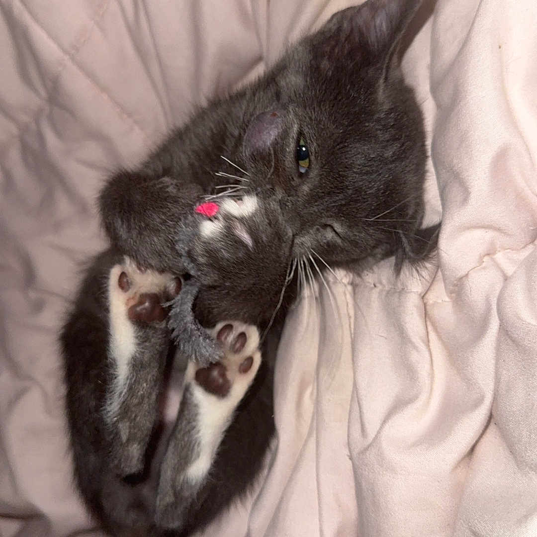 Athena joined the competition — help win amazing prizes! animal, blanket, cat, close_up, cozy, cute, feline, gray_cat, indoor, kitten, paws, pet, playful, resting, sleeping_area, small_pet, soft_texture, toy_mouse, whiskers, young_cat