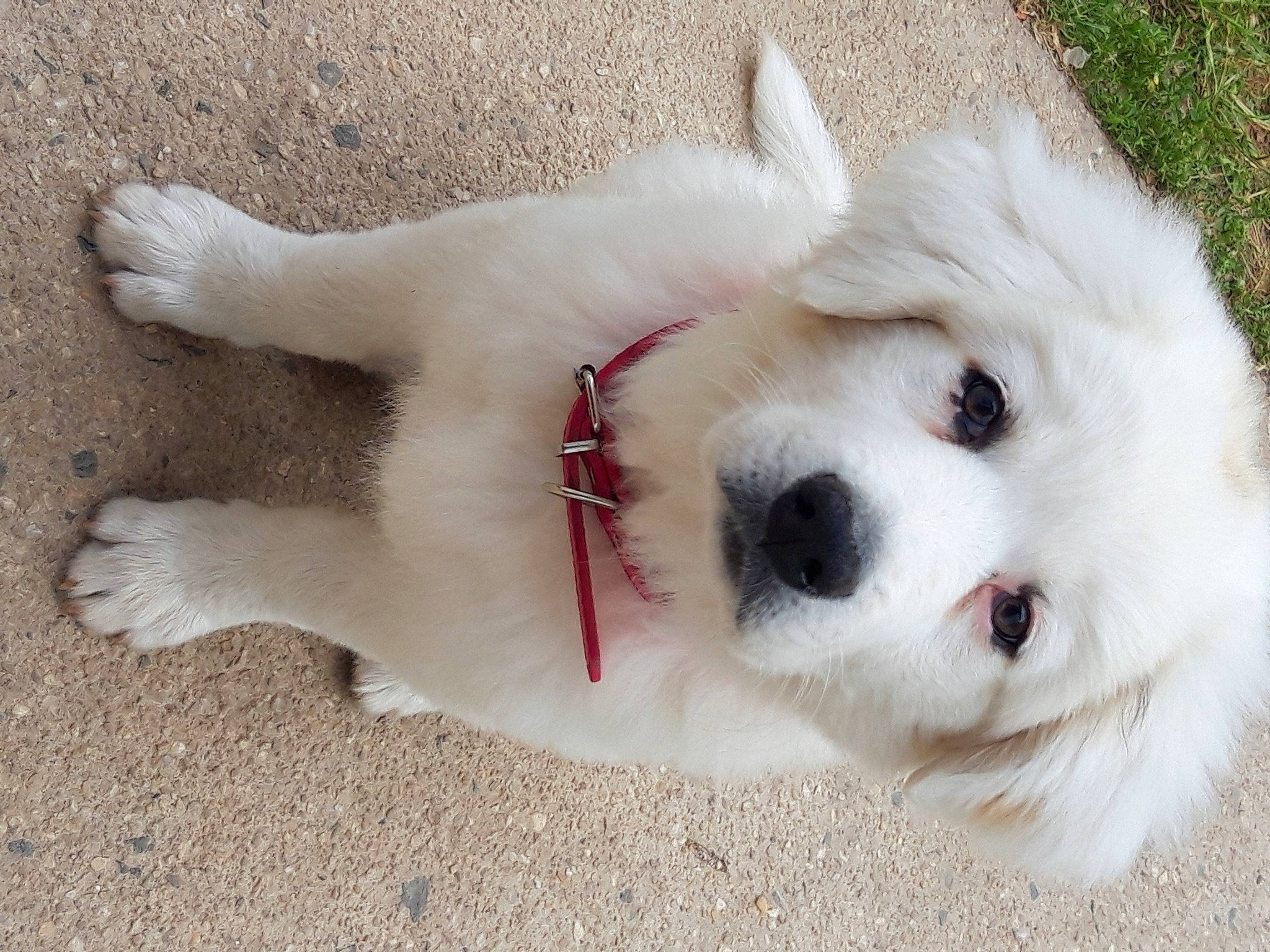 White a rejoint le concours — aidez-le/la à gagner de superbes lots ! ball, canidae, carnivore, collar, companion_dog, dog, dog_breed, dog_collar, dog_supply, fawn, fur, non_sporting_group, paw, pet_supply, snout, sporting_group, toy_dog, volpino_italiano, whiskers, working_animal