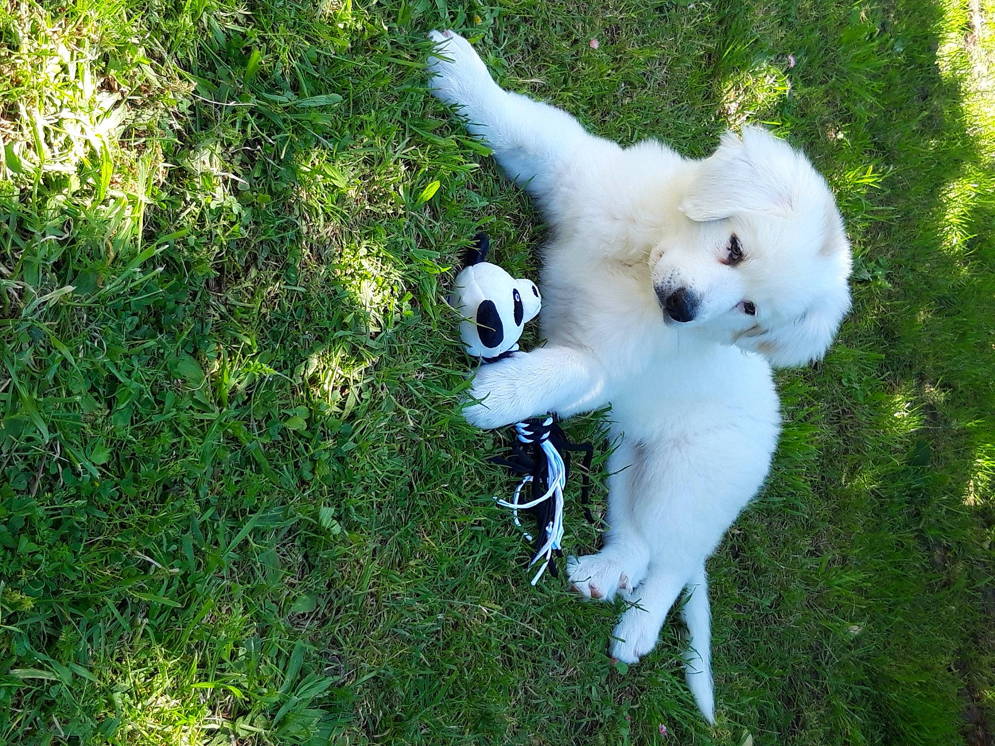 White a rejoint le concours — aidez-le/la à gagner de superbes lots ! ball, canidae, carnivore, companion_dog, dog, dog_breed, dog_toy, fawn, felidae, football, fur, grass, grass_family, groundcover, plant, snout, sporting_group, tail, toy, toy_dog