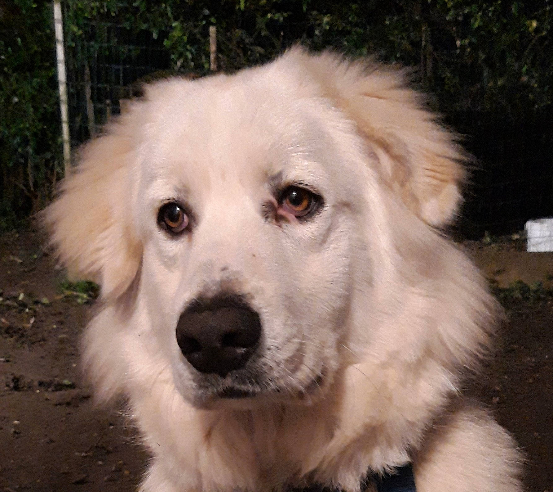 White participe au concours pour gagner de l'argent avec cette photo : ancient_dog_breeds, canidae, carnivore, companion_dog, dog, dog_breed, fur, grass, gun_dog, kuvasz, livestock_guardian_dog, plant, polish_tatra_sheepdog, small_greek_domestic_dog, snout, sporting_group, tree, whiskers, working_animal, working_dog