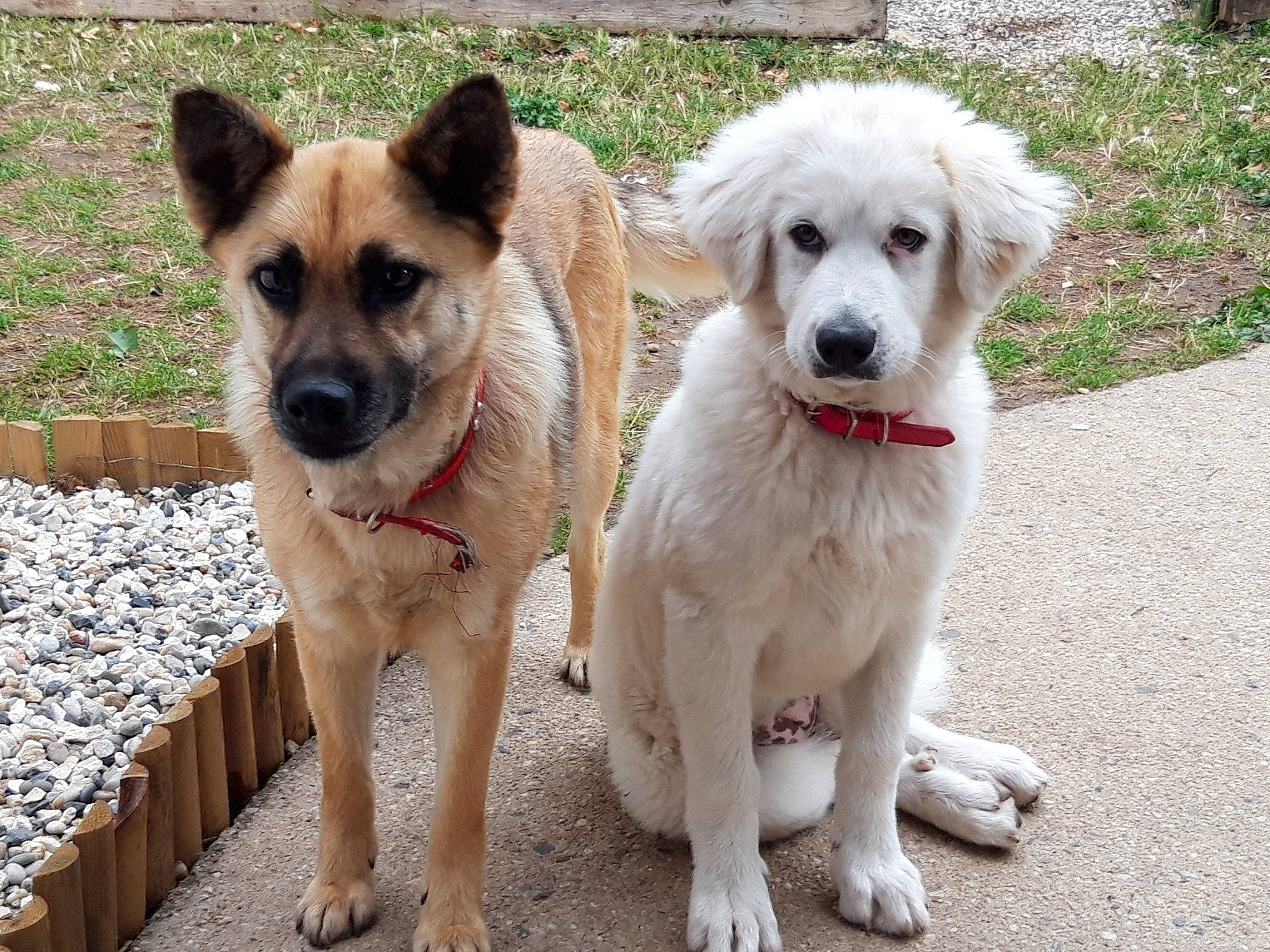 White participe au concours pour gagner de l'argent avec cette photo : ancient_dog_breeds, canidae, carnivore, collar, companion_dog, dog, dog_breed, dog_collar, fawn, fur, non_sporting_group, snout, sporting_group, working_animal, working_dog