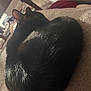 Cashew is registered to the contest to win money with this photo: black_cat, cat, sleeping, curled_up, feline, pet, indoor, fur, animal, resting, ears, closeup, soft_surface, cozy, domestic_cat, shiny_fur, peaceful, relaxed, home, blurred_background