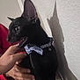 black_cat, cat, pet, collar, bow_tie, shadow, wall, hand, person, indoor, curious, alert, feline, texture, closeup, animal, domestic, fur, cute, companion