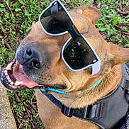Grace joined the competition — help win amazing prizes! dog, sunglasses, happy, smiling, outdoor, grass, collar, pet, canine, closeup, tongue, teeth, brown_fur, black_harness, nature, sunny, fun, playful, animal, summer