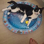 Félix a rejoint le concours — aidez-le/la à gagner de superbes lots ! cat, black_and_white, pet, animal, feline, lying_down, relaxed, inflatable_pool, pool, indoor, wooden_floor, playroom, toy, colorful, whiskers, green_eyes, paws, tail, household, funny