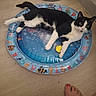 cat, black_and_white, pet, animal, feline, lying_down, relaxed, inflatable_pool, pool, indoor, wooden_floor, playroom, toy, colorful, whiskers, green_eyes, paws, tail, household, funny