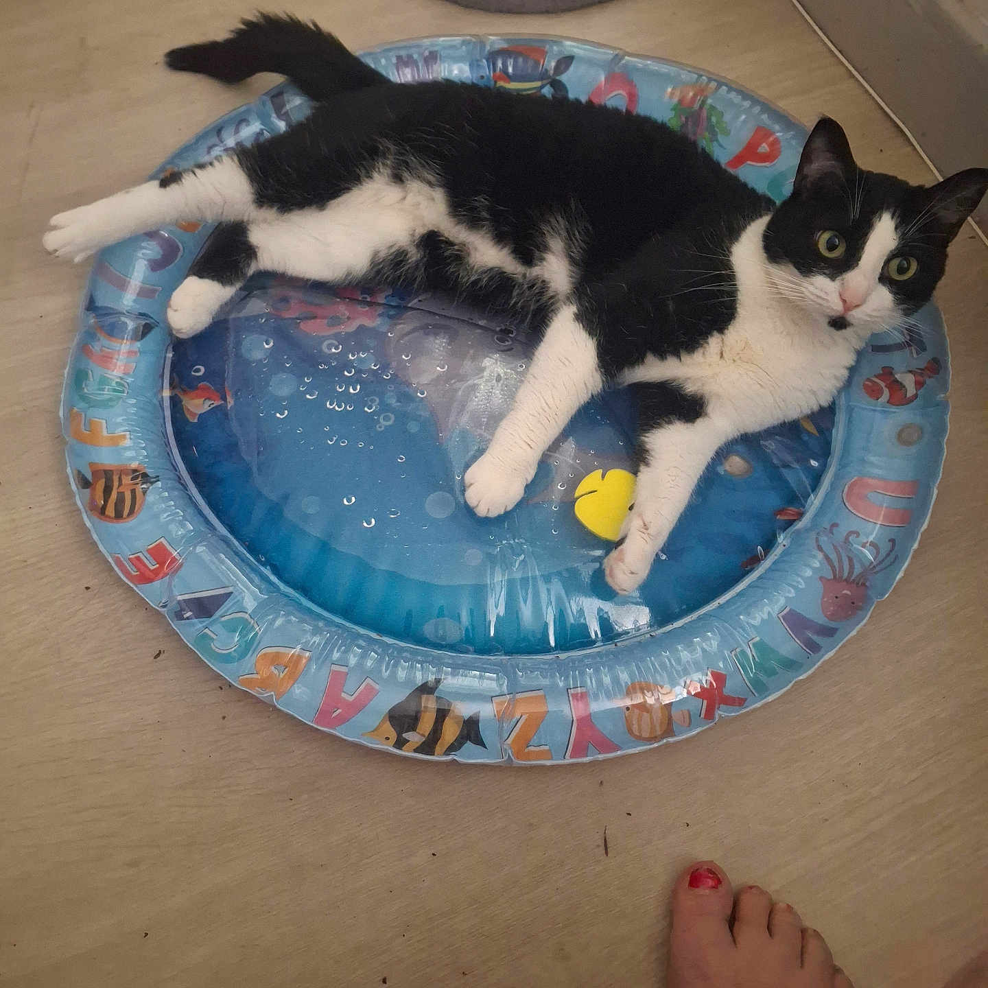 Félix