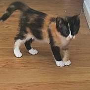 Lolalola participe au concours pour gagner de l'argent avec cette photo : cat, calico_cat, animal, pet, indoor, wooden_floor, fur, whiskers, tail, paws, motion_blur, domestic_cat, mammal, feline, cute, small, standing, house, corner, wall
