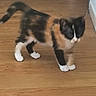 animal, calico_cat, cat, corner, cute, domestic_cat, feline, fur, house, indoor, mammal, motion_blur, paws, pet, small, standing, tail, wall, whiskers, wooden_floor