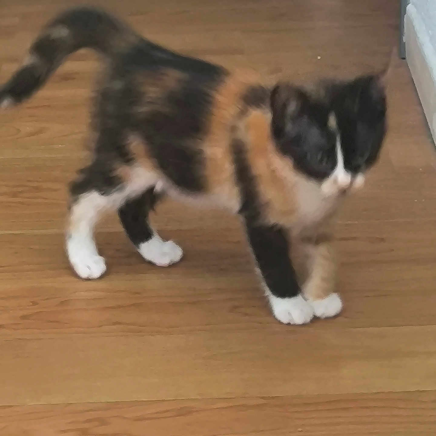Lolalola participe au concours pour gagner de l'argent avec cette photo : cat, calico_cat, animal, pet, indoor, wooden_floor, fur, whiskers, tail, paws, motion_blur, domestic_cat, mammal, feline, cute, small, standing, house, corner, wall