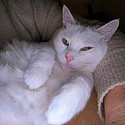 Neige participe au concours pour gagner de l'argent avec cette photo : animal, cat, close_up, companion, cozy, cute, domestic_animal, feline, fur, green_eyes, human_arm, indoor, paw, pet, portrait, relaxed, resting, sweater, white_cat, wooden_floor