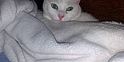 Neige participe au concours pour gagner de l'argent avec cette photo : abyssinian, angora, animal, blanket, cat, kitten, laundry, pet, quilt, siamese, towel, white