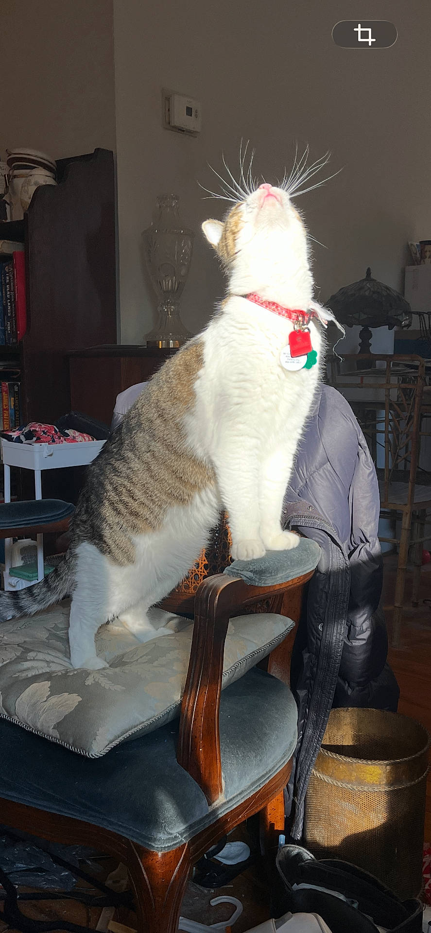 Oliver