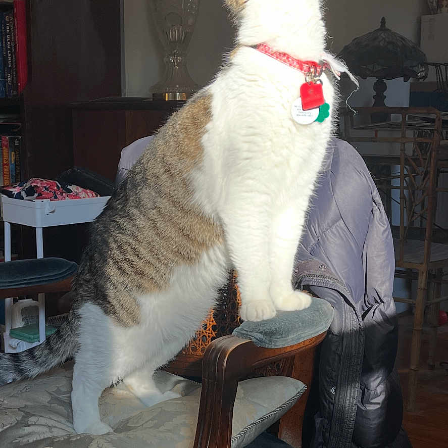 Oliver