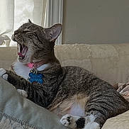 Solterra is registered to the contest to win money with this photo: animal, cat, collar, couch, curtains, domestic_cat, feline, fur, home, indoor, paw, pet_tag, pillow, relaxing, resting, sleepy, tabby_cat, whiskers, window, yawning