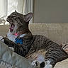 animal, cat, collar, couch, curtains, domestic_cat, feline, fur, home, indoor, paw, pet_tag, pillow, relaxing, resting, sleepy, tabby_cat, whiskers, window, yawning