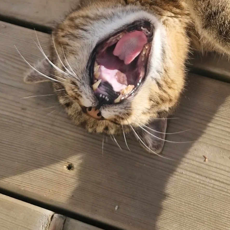 Hypnose participe au concours pour gagner de l'argent avec cette photo : animal, cat, close_up, daylight, domestic_cat, fur, lying_down, mouth_open, natural_light, outdoor, pet, playful, relaxed, shadow, sunlight, tabby, teeth, tongue, whiskers, wooden_floor