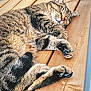 cat, tabby, sleeping, wooden_deck, paws, feline, relaxed, fur, outdoor, nap, animal, pet, striped, whiskers, claws, resting, domestic_cat, close_up, sunlight, metal_bars