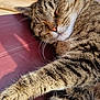cat, tabby, sleeping, close_up, fur, whiskers, relaxing, sunlight, paw, animal, pet, cozy, resting, indoor, mammal, cute, peaceful, feline, portrait, soft