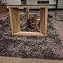 cat, tabby, rug, carpet, table, glass_table, wood, floor, indoor, living_room, pet, feline, home, cozy, resting, animal, modern, decor, relaxed, furniture