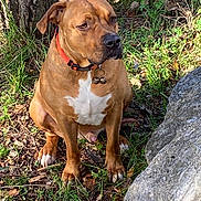 Tao participe au concours pour gagner de l'argent avec cette photo : alert, animal, bells, brown_dog, canine, closeup, collar, daylight, dog, fur, grass, leaves, nature, orange_collar, outdoor, paw, pet, rock, sitting, tree_trunk