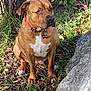 alert, animal, bells, brown_dog, canine, closeup, collar, daylight, dog, fur, grass, leaves, nature, orange_collar, outdoor, paw, pet, rock, sitting, tree_trunk