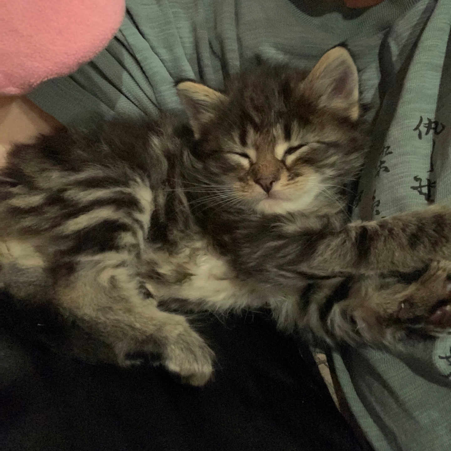 Gambit joined the competition — help win amazing prizes! abyssinian, animal, cat, chair, clothing, couch, cushion, face, furniture, head, homedecor, indoors, kitten, manx, person, pet, photography, portrait, sleeping, t_shirt
