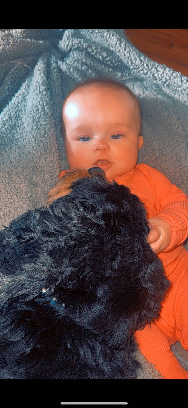 Paislee is registered to the contest to win money with this photo: arm, black_hair, carnivore, comfort, dog, dog_breed, finger, gesture, hair, hairstyle, hand, head, human_body, mammal, nose, person, skin, textile, toddler, toy