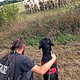 man, dog, black_dog, backpack, harness, grass, field, cows, herd, fence, nature, outdoor, animal, pet, grassland, rural, companionship, watching, side_view, casual